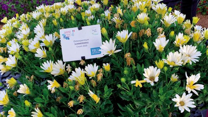 Osteospermum ‘?Summersmile’ Cream 2000 ©P.Fayolle